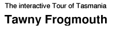 Tour of Tasmania: Tawny Frogmouth