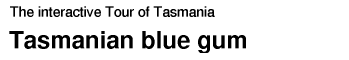 Tour of Tasmania: Tasmanian Blue Gum