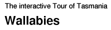 Tour of Tasmania: Wallabies