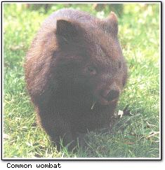 wombat.jpg